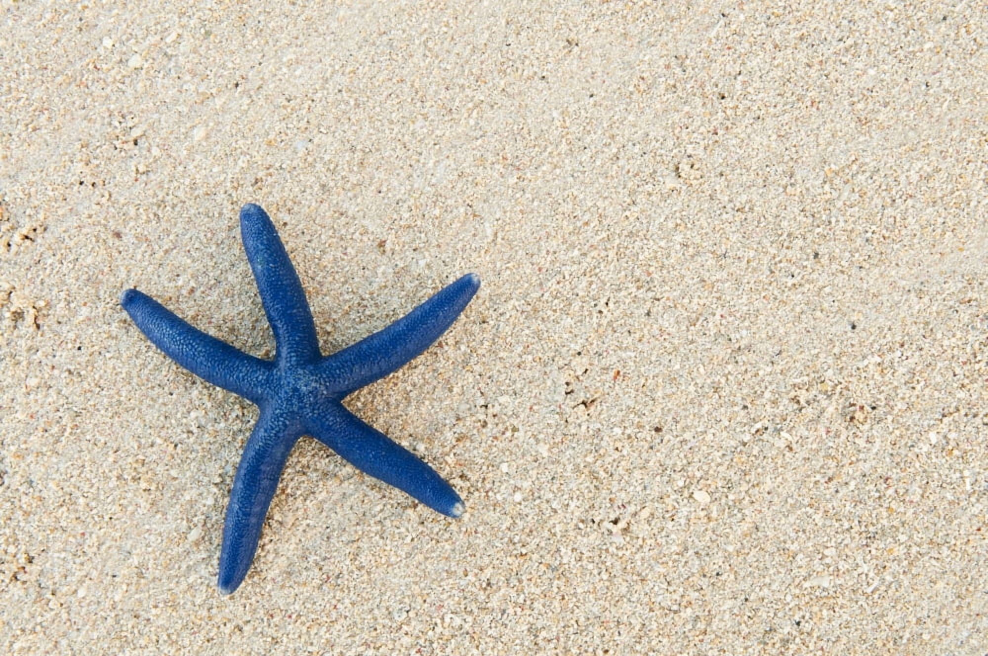 Fiji Viti Levu Island Blue sea star on beach at Shangri-La resort Canvas Art - Greg Vaughn Design Pics (17 x 11)