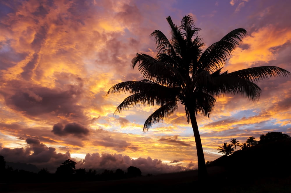 Fiji Viti Levu Island Sunrise and coconut palm tree Canvas Art - Greg Vaughn Design Pics (17 x 11)