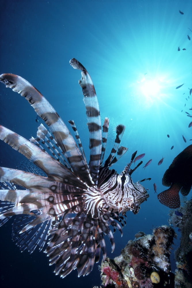Fiji Volitan Lionfish Close-Up Side View Sunburst A82F Canvas Art - Steve Rosenberg Design Pics (12 x 19)