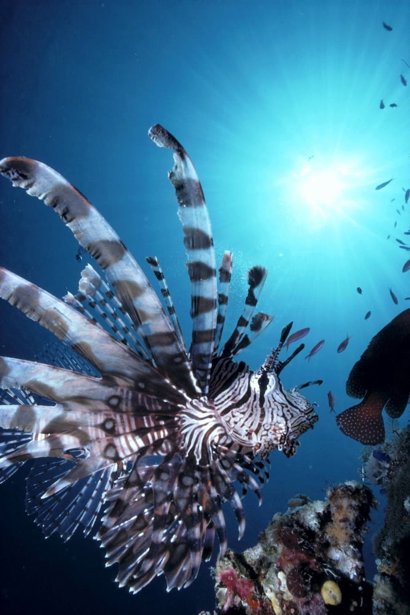 Fiji Volitan Lionfish Close-Up Side View Sunburst A82F Canvas Art - Steve Rosenberg Design Pics (24 x 38)