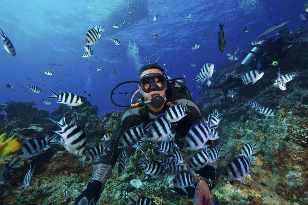 Fijian dive guide feeds a school of Scissortail Sergeant Major fish Fiji Canvas Art - Terry MooreStocktrek Images (18 x 12)
