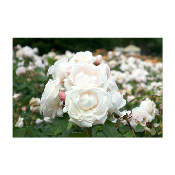 Filed of White Roses - England United Kingdom Photography Floral Flowers Nature Garden Botanical Scenic Summer Unframed Wall Art Print 32 x 48 inches