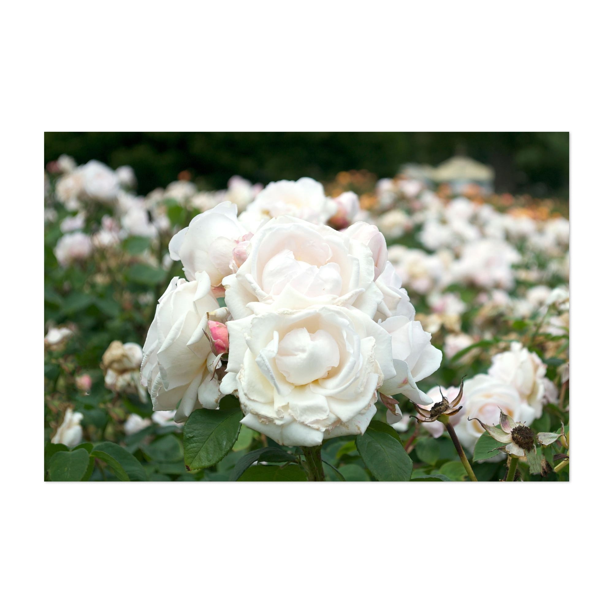40 Inch Roses Filed of White Roses - England United Kingdom Photography Floral ...