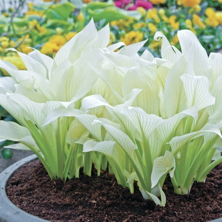 Filigree Hosta Dormant Bare Root Perennial Plant, 1-Pack