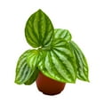 thumbnail image 1 of Filipino Watermelon Peperomia 4 inch Special Rare Watermelon Pep, 1 of 3