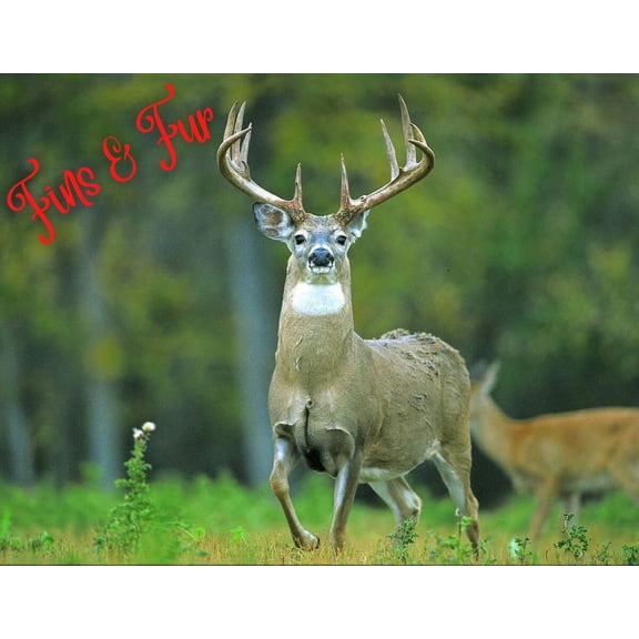 Fin & Fur - DEER Picture / Designs by Big Bear Designs / Animal Design / Nature