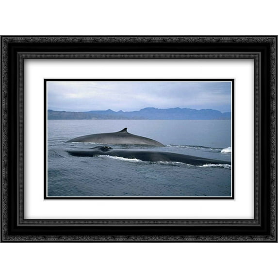 Fin Whale in winter feeding grounds, Sea of Cortez, Baja California, Mexico 2x Matted 24x18 Black Ornate Framed Art Print by De Roy, Tui