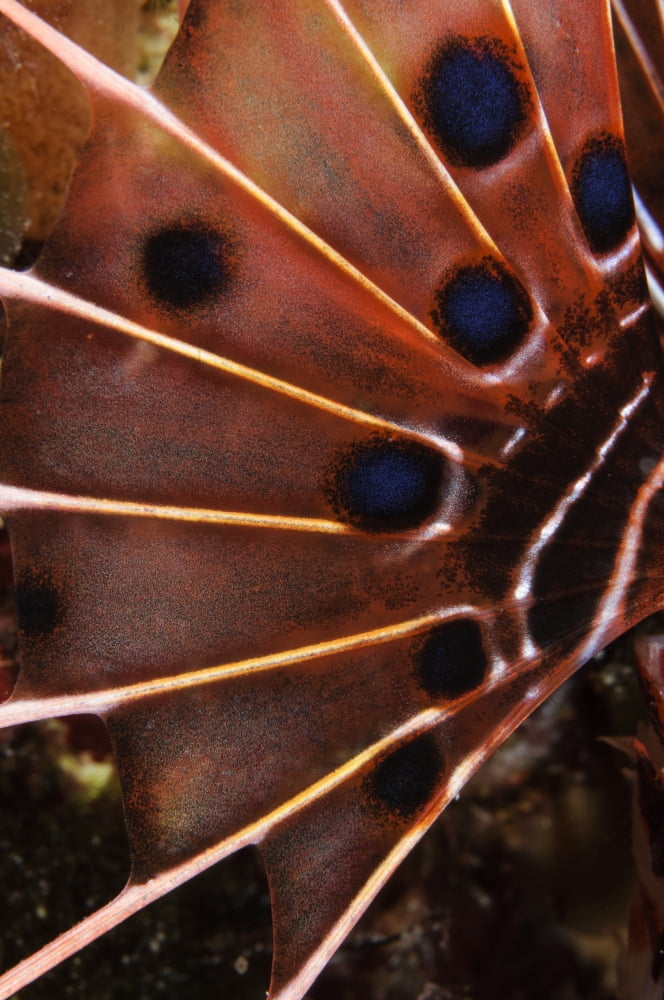 Fin of a scorpionfish Indonesia Canvas Art - Todd WinnerStocktrek Images (12 x 18)