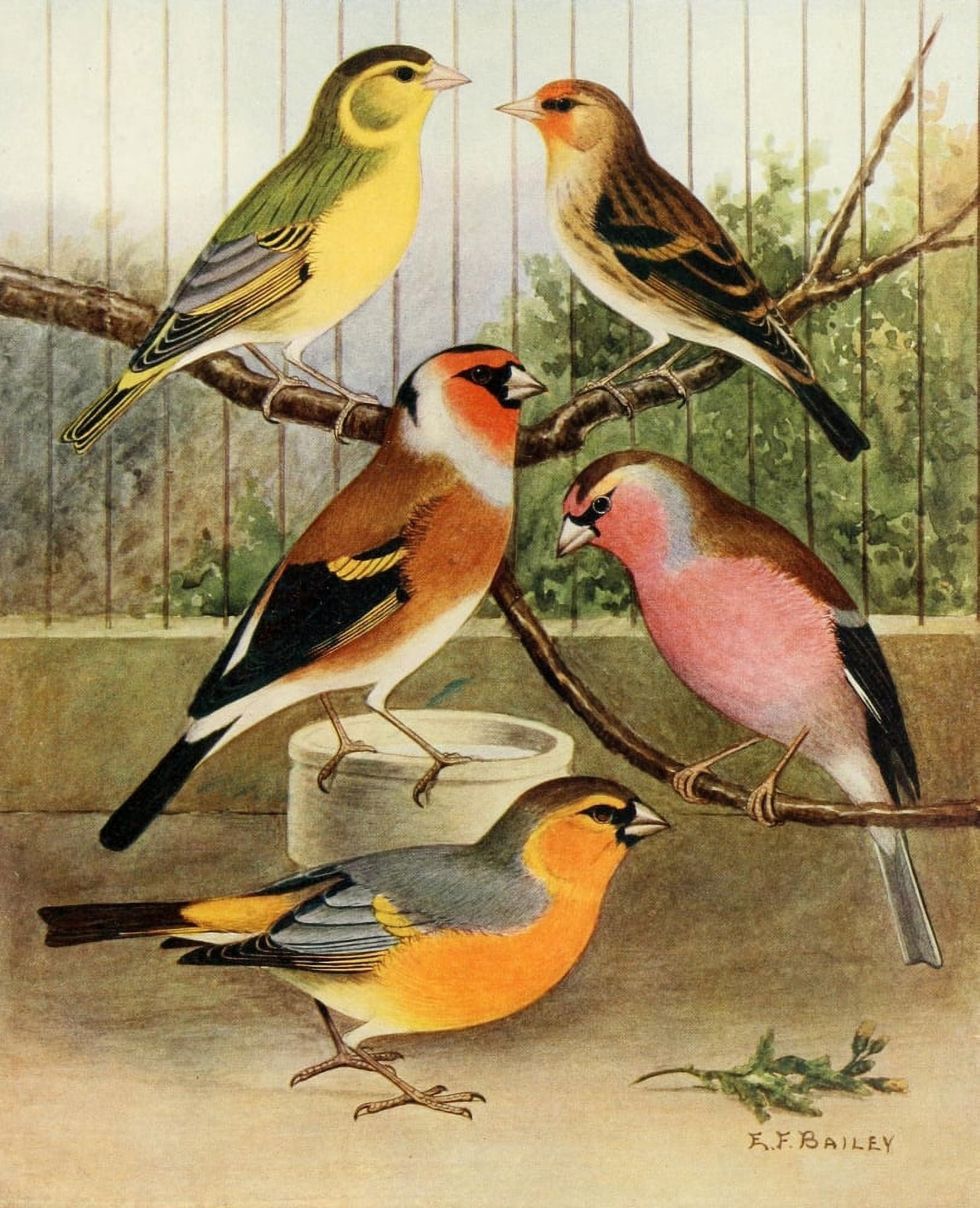 Finch Hybrids Canvas Art - AF Lydon (18 x 24)