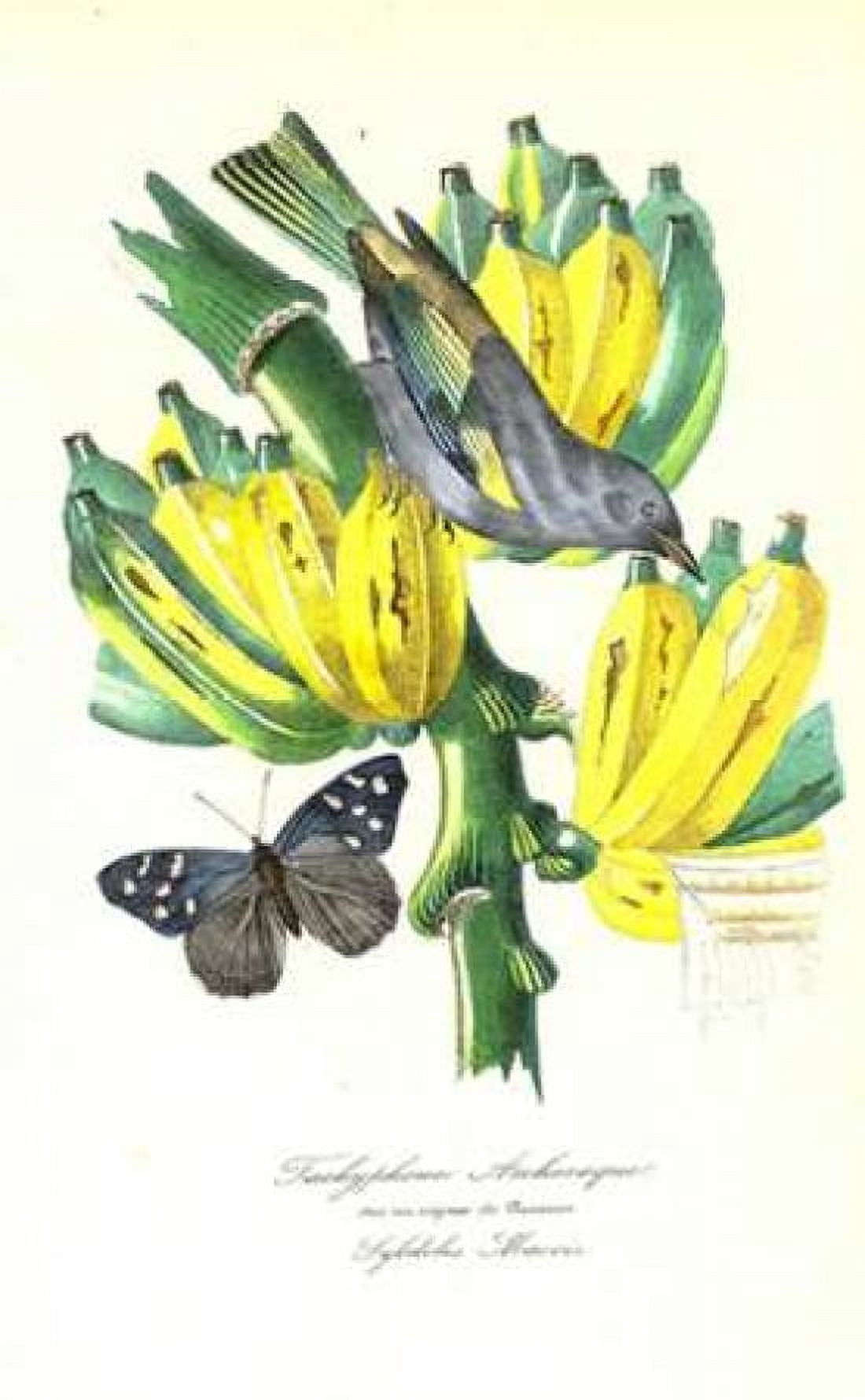 Finch on Bunch of Bananas Canvas Art - 1842 Anonymous (12 x 18)