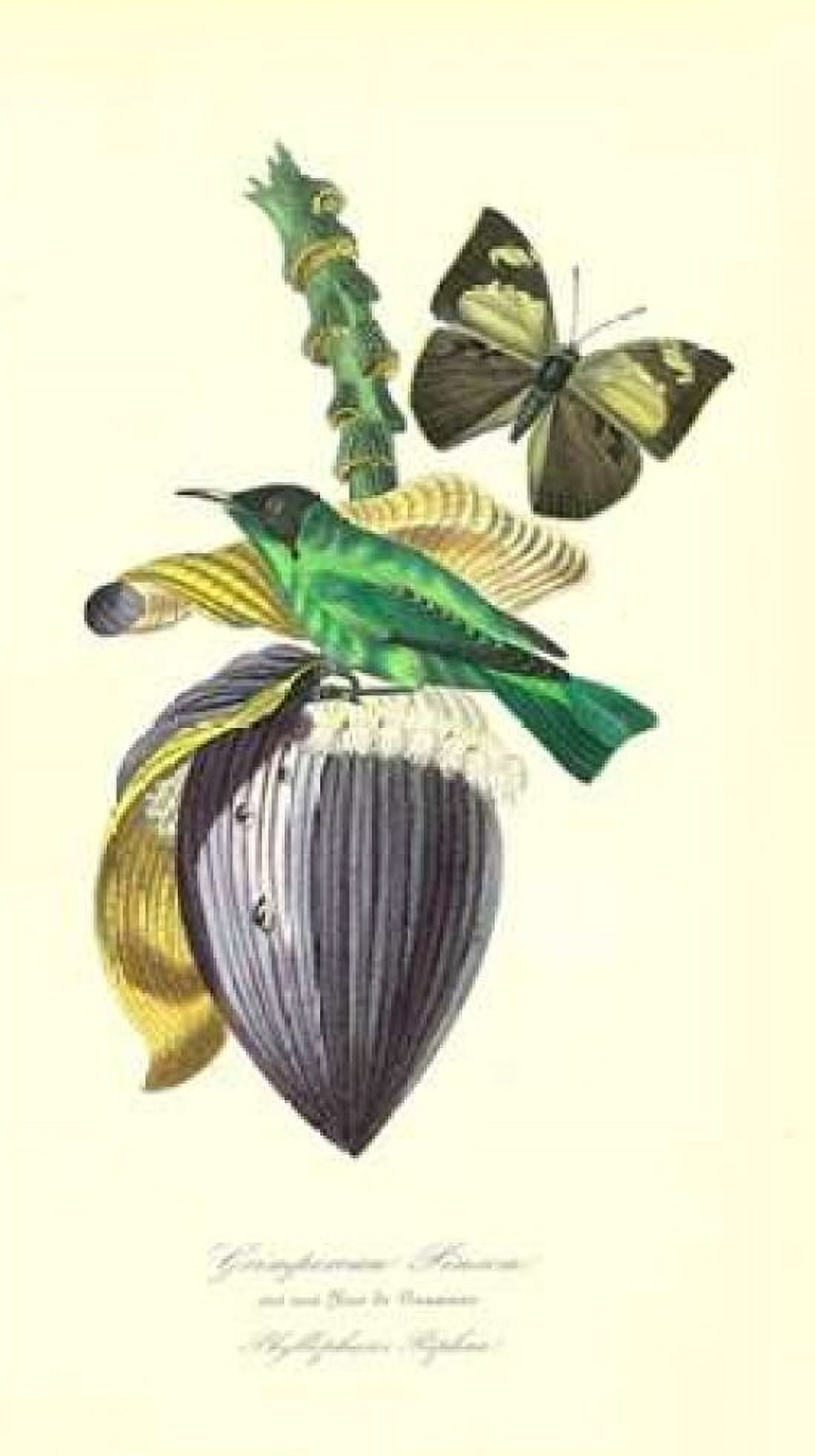 Finch on Flower of Banana Canvas Art - 1842 Anonymous (12 x 18)