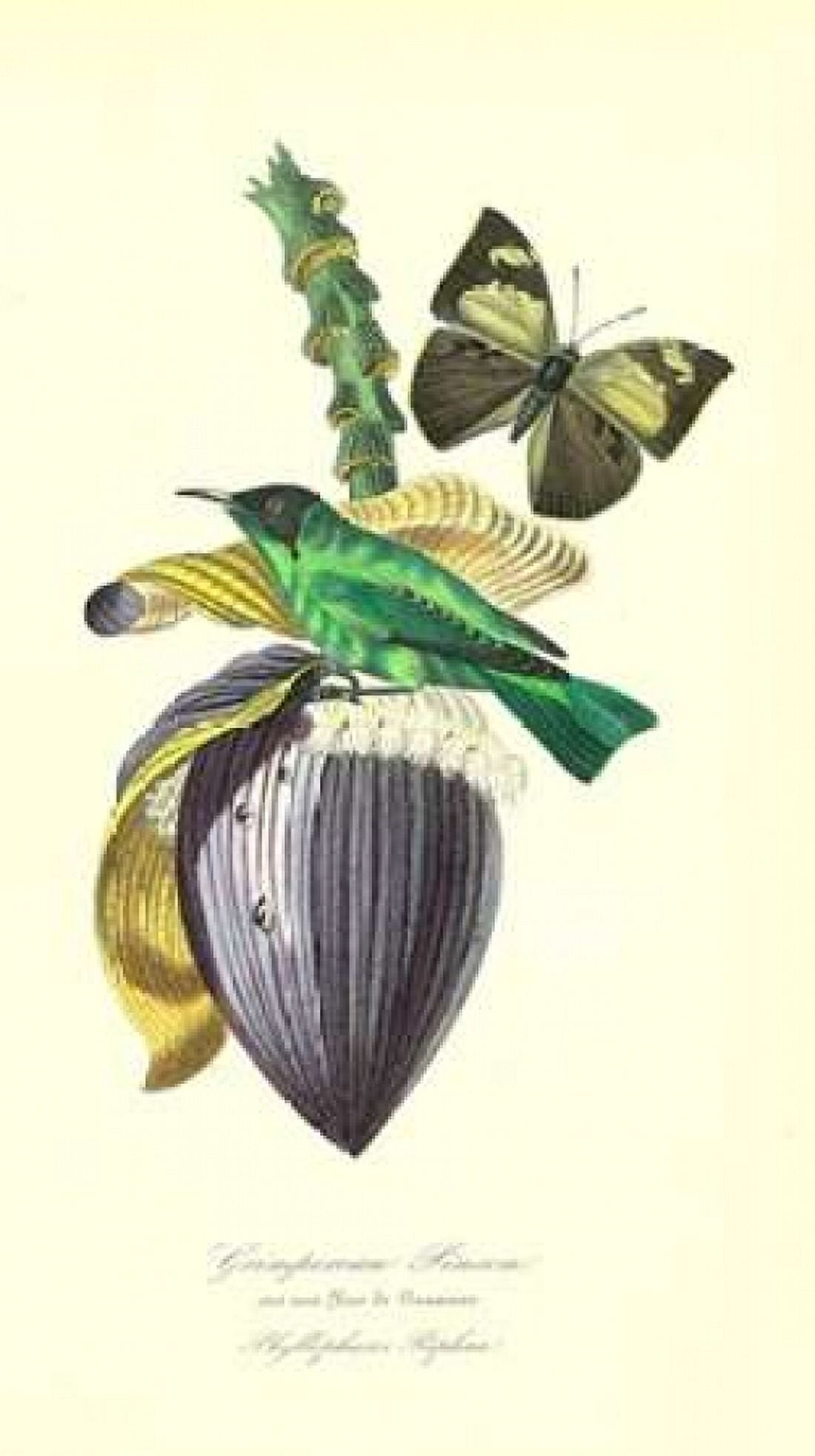 Finch on Flower of Banana Canvas Art - 1842 Anonymous (24 x 36)