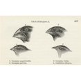 thumbnail image 1 of Finches With Beaks Adapted To Different Diets Observed By Charles Darwin In September-October 1835 In Galapagos Islands, 1 of 2