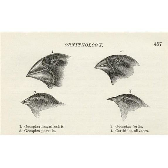 Finches With Beaks Adapted To Different Diets Observed By Charles Darwin In September-October 1835 In Galapagos Islands