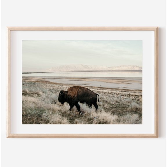 Fine Art American Bison Print Landscape Wildlife Photography Nature Wall Art Rustic Home Decor Western Artwork Scenic Bison Photo