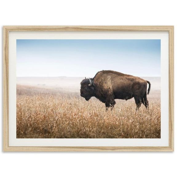 Fine Art American Bison Print Western Wall Art, Desert Southwest Home Decor, Buffalo Wildlife Photography Print Wall Art, Modern Wall Decor, 8x12 UNFRAMED