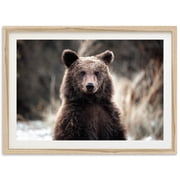 Fine Art American Brown Bear Print - Nature Wildlife Mountain Grizzly Fine Art Photography Home Wall Decor Wall Art, Modern Wall Decor, 8x12 UNFRAMED