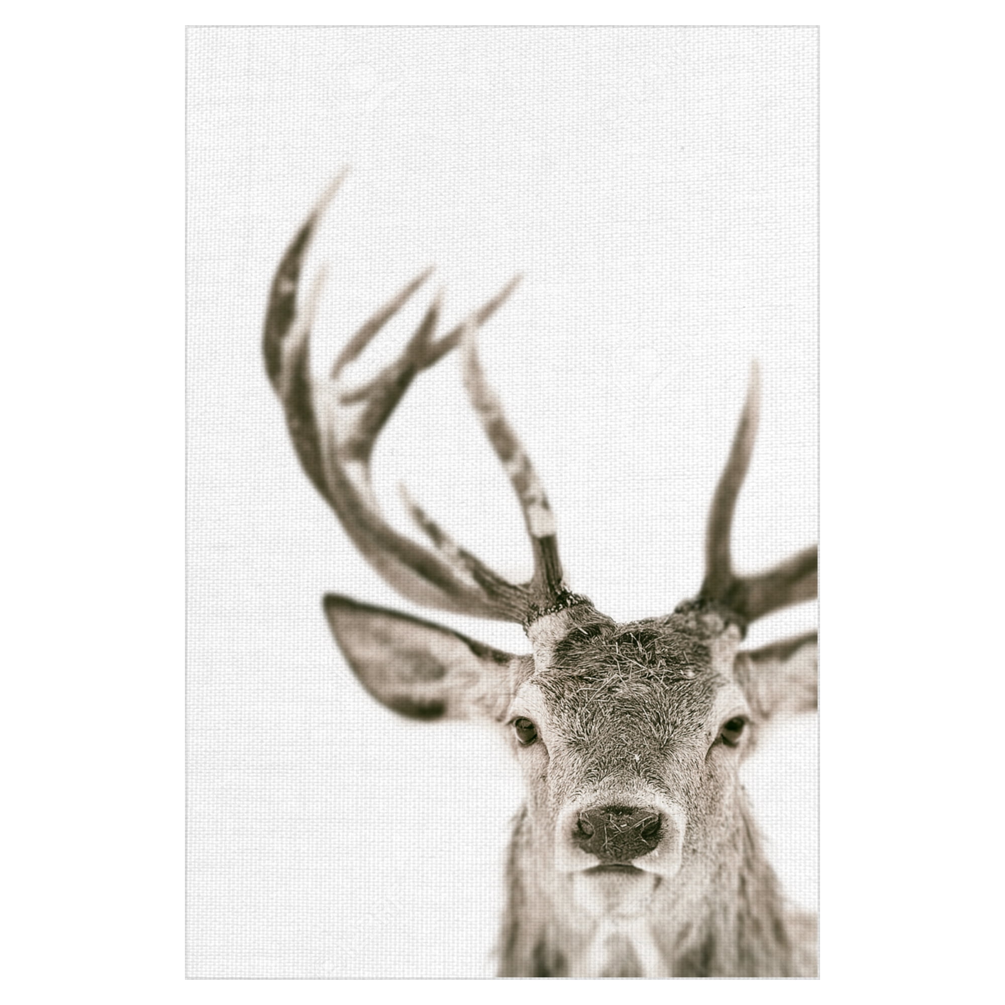 Fine Art Canvas Ciervo 1 Buck by The Studio Canvas Art Print