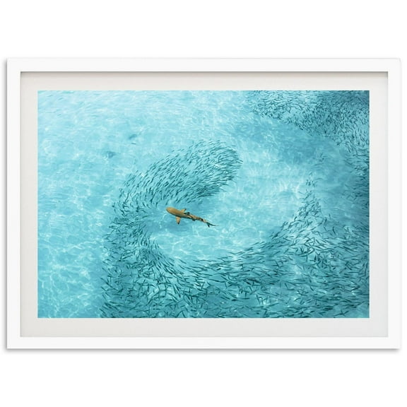 Fine Art Ocean Shark Print - Aerial Tropical Water Beach House Wildlife Animal Nature Fine Art Photography Wall Decor Wall Art, Modern Wall Decor, 8x12 UNFRAMED