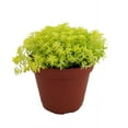 thumbnail image 1 of Fine Gold Leaf Sedum - Stonecrop - Fairy Garden - Indoors/Out - 2.5" Pot, 1 of 3