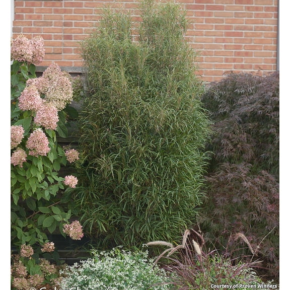 Fine Line Buckthorn - 3 Gallon Shrub