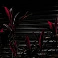 thumbnail image 1 of Fine Place - This New Heaven - Rock - Vinyl, 1 of 1