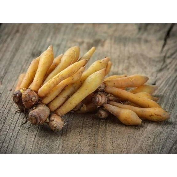 Finger Root Starter Plant 4-7" Tall for Planting, Fingerroot Plant, Boesenbergia Rotunda, Herb Plant, Outdoor Garden