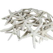 Finger Starfish | 15 White Uniquely Shaped Assortment 2" to 5" | Imperfect Starfish for Craft and Decoration