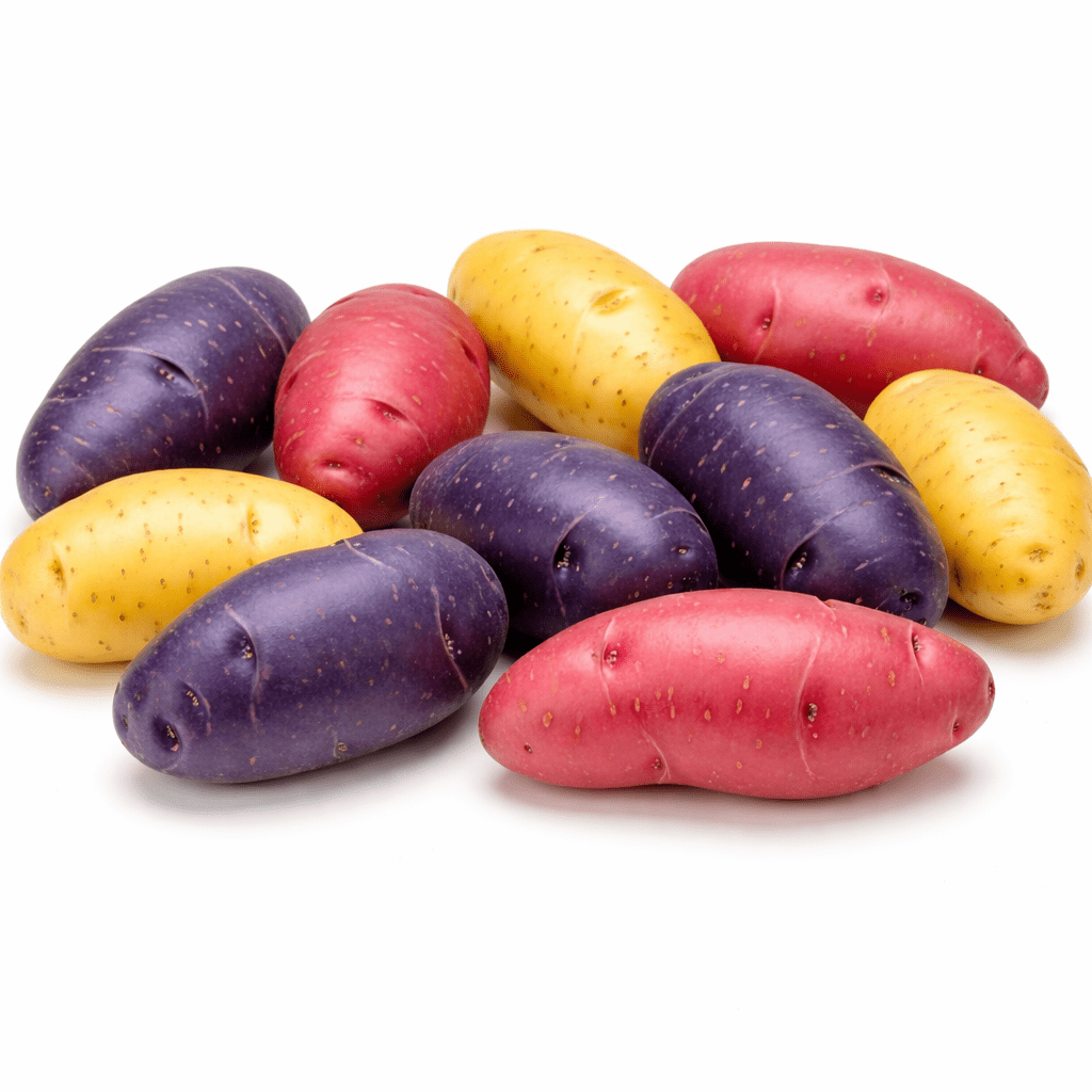 Fingerling Seed Potatoes Variety Pack | Red, Yellow & Purple Potatoes | Heirloom Mix for Home Gardens | Excellent Yield & Flavor | Non-GMO, Untreated (3 Pounds)
