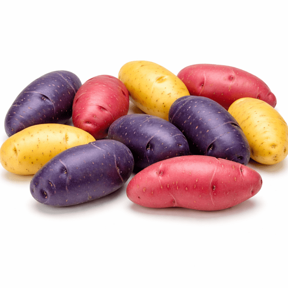 Fingerling Seed Potatoes Variety Pack | Red, Yellow & Purple Potatoes | Heirloom Mix for Home Gardens | Excellent Yield & Flavor | Non-GMO, Untreated (5 Pounds)