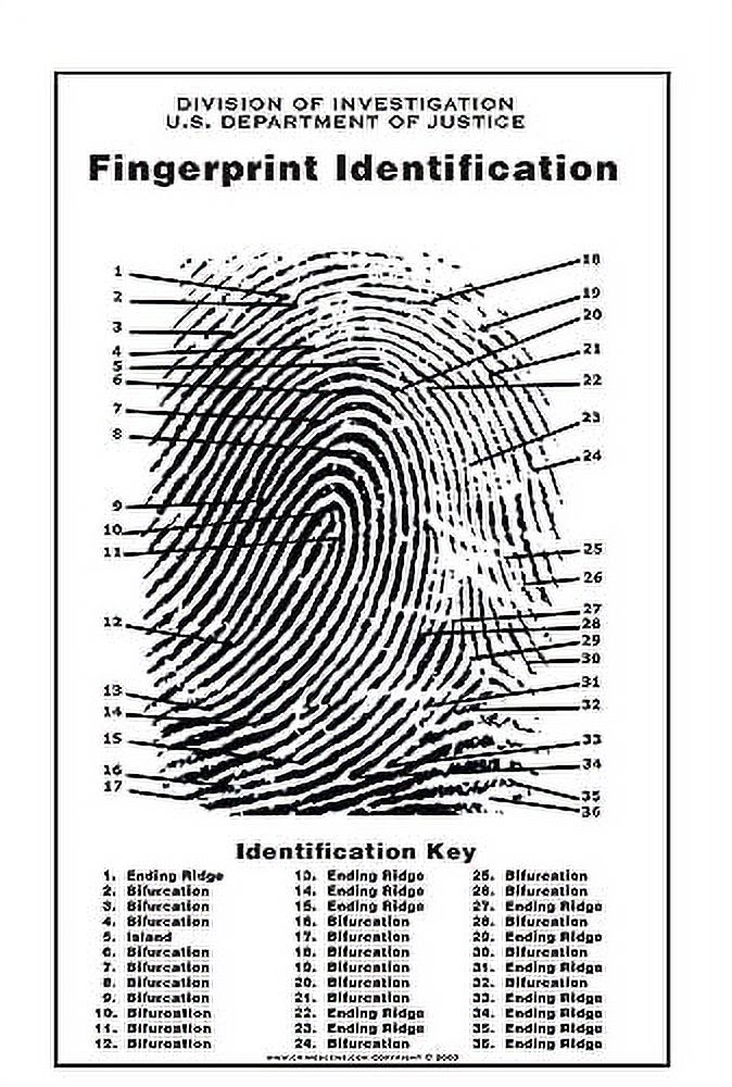 Fingerprint Chart, Size 24" By 36"