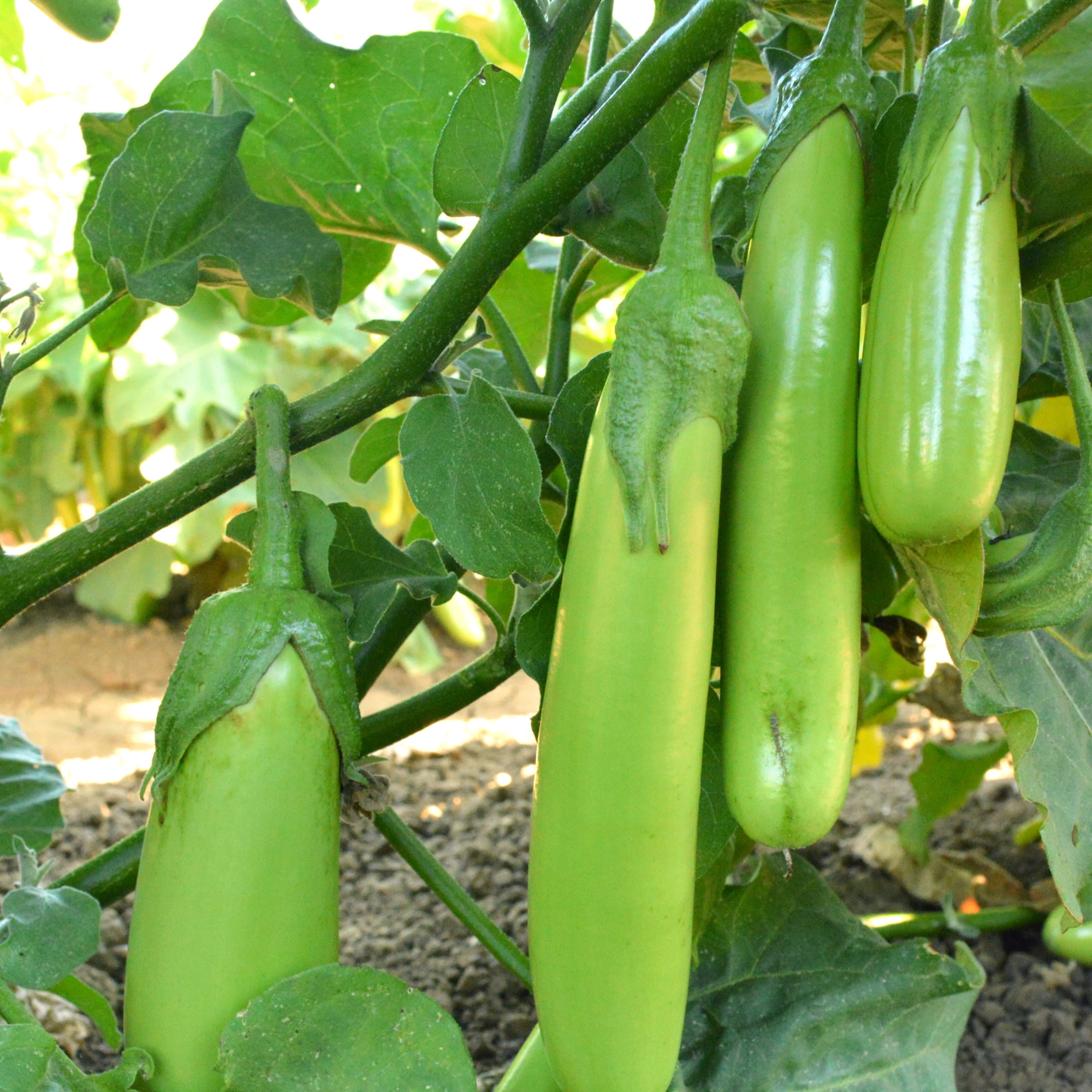 Fingers - Green Eggplant Seeds - 1 Lb ~104000 Seeds - Non-GMO - Vegetable Garden - Solanum melongena