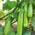 thumbnail image 1 of Fingers - Green Eggplant Seeds - 2 g Packet ~450 Seeds - Non-GMO - Vegetable Garden - Solanum melongena, 1 of 7