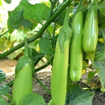 Fingers - Green Eggplant Seeds - 2 g Packet ~450 Seeds - Non-GMO - Vegetable Garden - Solanum melongena