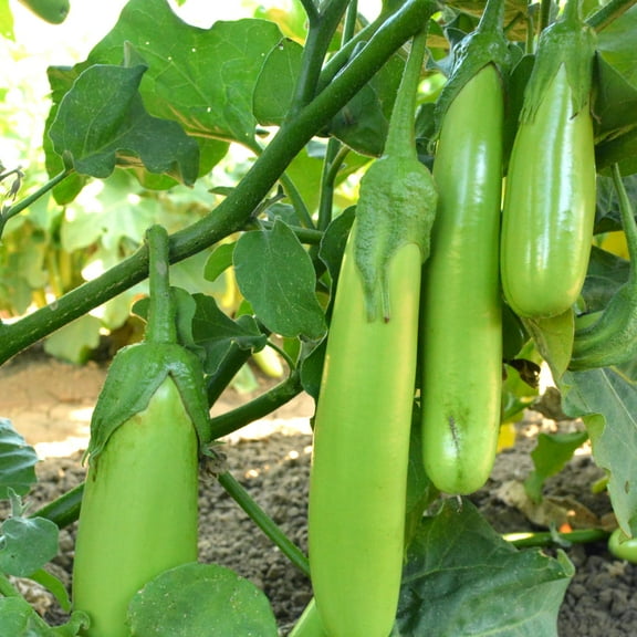 Fingers - Green Eggplant Seeds - 2 g Packet ~450 Seeds - Non-GMO - Vegetable Garden - Solanum melongena