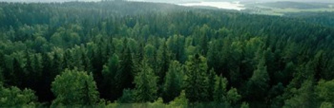 Finland Aulanko Scandinavian Forest Canvas Art - Panoramic Images (18 x 6)