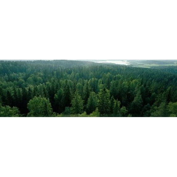 Finland, Aulanko, Scandinavian Forest Poster Print (18 x 6)