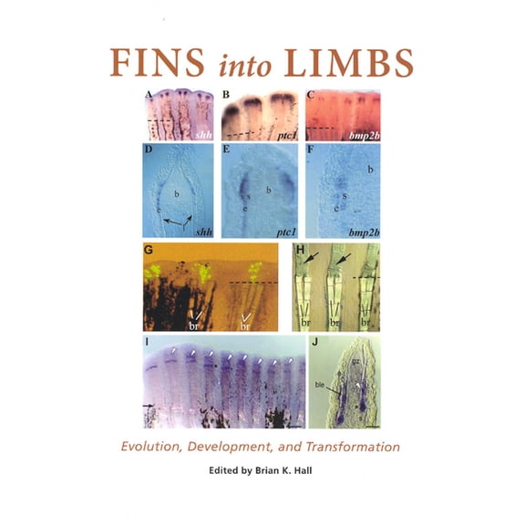 Fins into Limbs : Evolution, Development, and Transformation (Paperback)