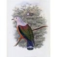 thumbnail image 1 of Finsch's Fruit-Pigeon John Gould (1804-1881 British) Poster Print (24 x 36), 1 of 4