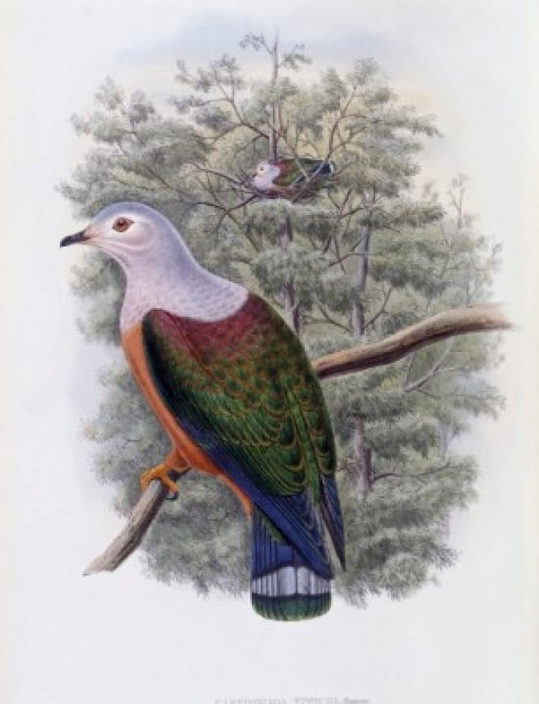 Finschs Fruit-Pigeon John Gould (1804-1881 British) Canvas Art - John Gould (18 x 24)