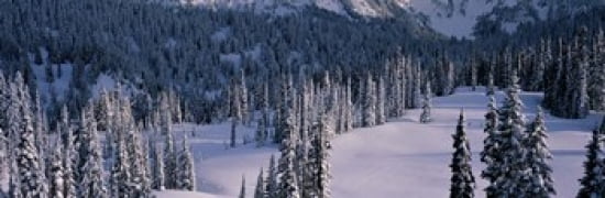 Fir Trees Mount Rainier National Park Washington State USA Canvas Art - Panoramic Images (36 x 12)