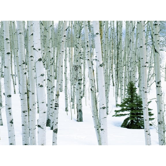 Art.com Fir in Aspen grove, Dixie National Forest, Utah, USA Photographic Print by Charles Gurche, 16" x 12"