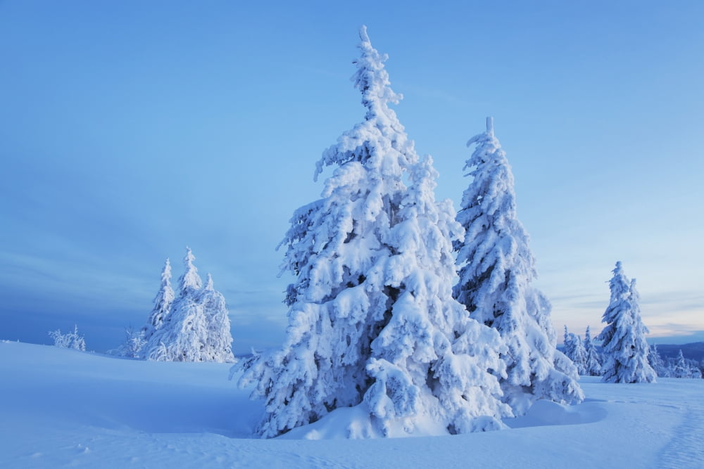 Fir trees covered in snow near Kandel Black Forest Germany Canvas Art - Carl Bruemmer Design Pics (19 x 12)