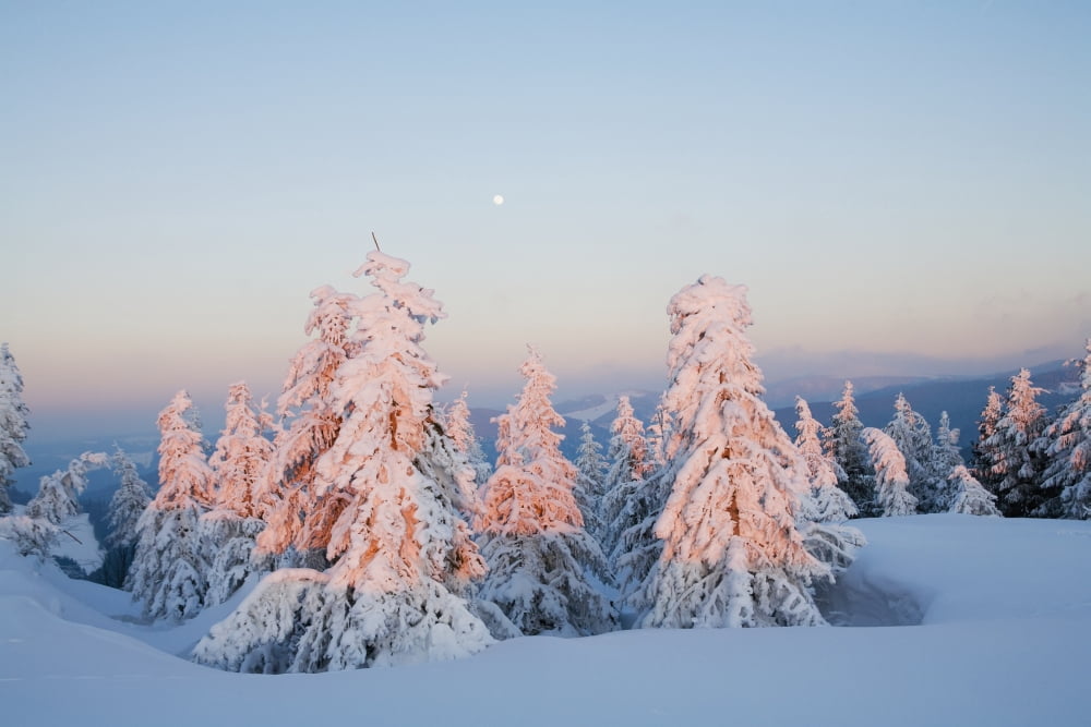 Fir trees covered in snow near Schauinsland Black Forest Germany Canvas Art - Carl Bruemmer Design Pics (38 x 24)
