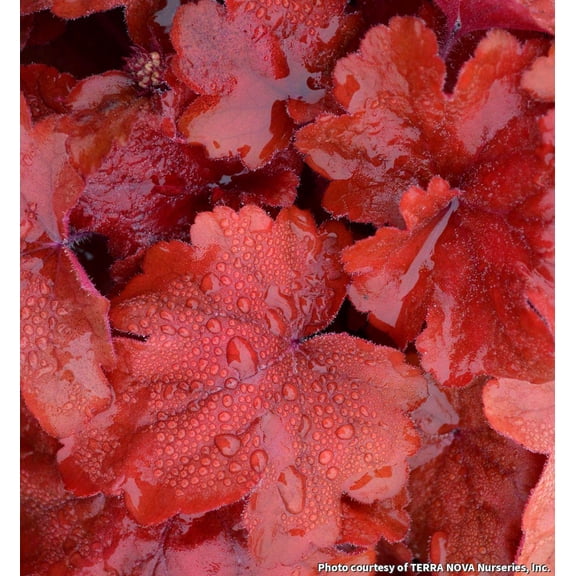 Fire Alarm Coral Bells - 1 Gallon Perennial