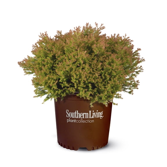 Southern Living Fire Chief Arborvitae Live Shrub in 2.5-Quart Grower Pot