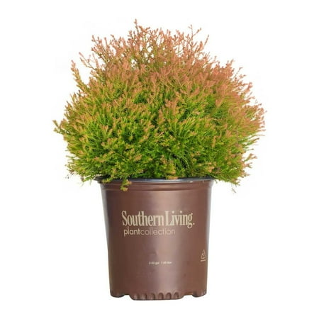 Southern Living Fire Chief Arborvitae Live Shrub in 2-Gallon Grower Pot