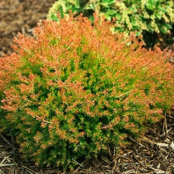 Fire Chief Dwarf Globe Arborvitae - Live Plant - ( 1 QT ) - Full Sun