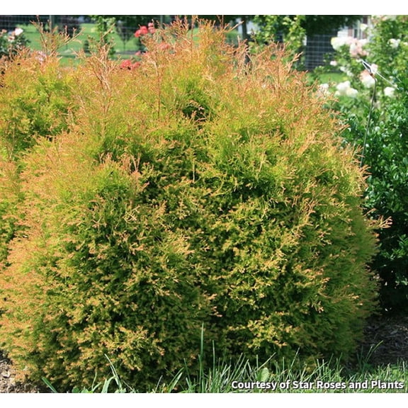 Fire Chief Globe Arborvitae - 2 Gallon Evergreen Shrub