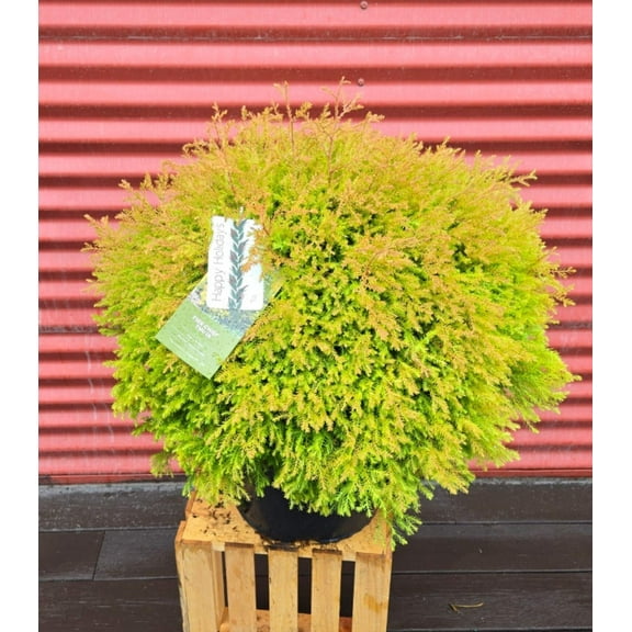 Fire Chief? Globe Arborvitae